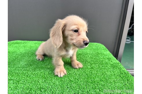 成約済の兵庫県のカニンヘンダックスフンド(ロングヘアード)-258091の2枚目